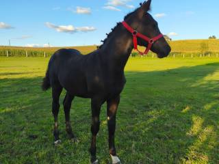 Sprzedam kuc D grupy Partbred welsh kuc walijski