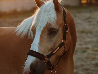 Haflinger 12 letni wałach, tylko w dobre ręce.