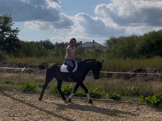 Śliczny kary wałach po Constable FRH