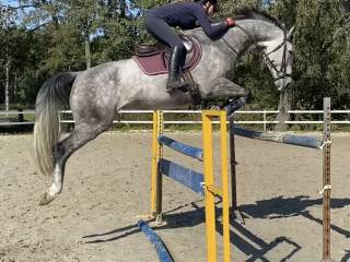 Prawdziwy wojownik po Hickstead White