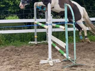 Zdolny i piękny kuc grupy C