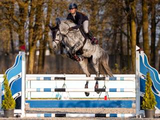 6-letnia klacz
