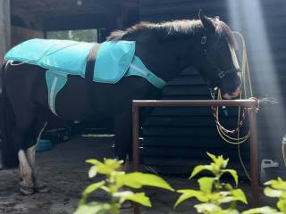PhysioW fizjoterapia weterynaryjna koni Wiktoria Lembicz