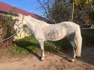 Kucyk 136cm 10lat klacz