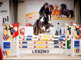 Piękna, łatwa w jeździe 7 letnia klacz chodząca 125cm