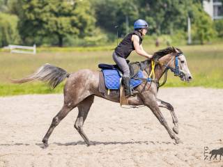 klacz arabska