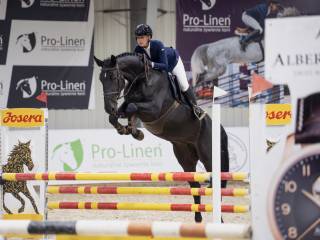 4-letnia klacz KWPN