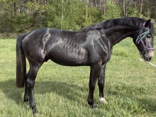 Sprzedam 3,5 letniego konia Cicero Z x Chacco Blue