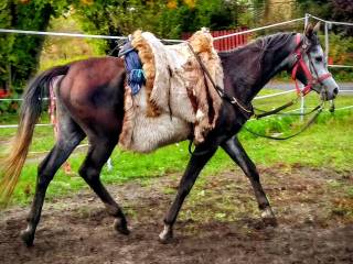 Edytor -wałach arabski 2022 syn Paris