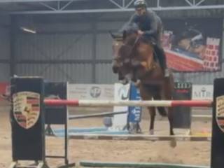 ***Sprzedam 6 letniego wałacha 176cm, po Cornet de Semilly, z matki po Va-Vite/Heartbreaker***