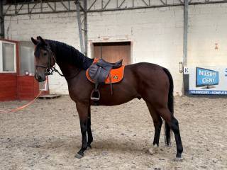 Sprzedam urodziwego wałacha