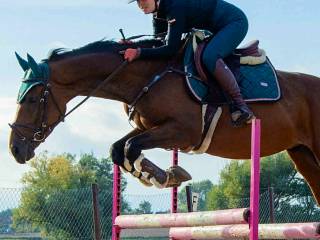 Wałach 4,5 roku, grzeczny