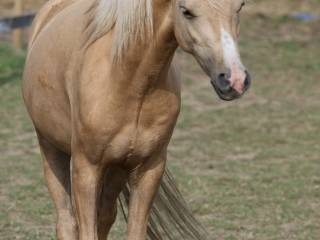 Kuc walijski, 3,5 letni wałach NA SPRZEDAŻ