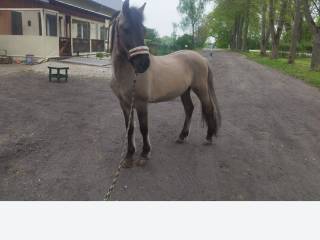Konik polski Pluton SO/Olszowa