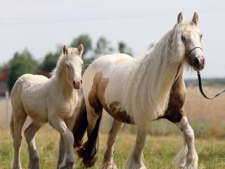 GYPSY/IRISH COB/Tinker maści PERLINO