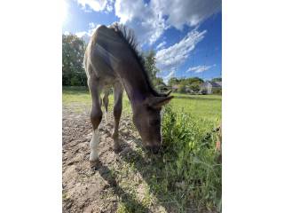 Sprzedam odsadka po Duc 123 Z