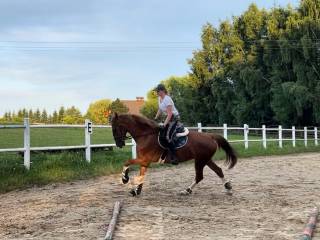 Klacz KWPN 6lat