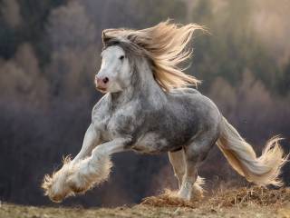Hodowla Traditional Cob / Gypsy Vanner / Irish Cob / klacz źrebak stanówka