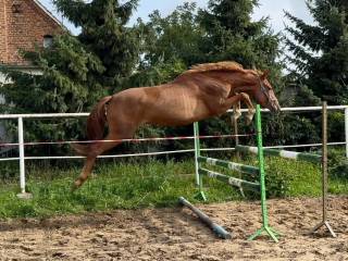3,5 letnia klacz do sportu
