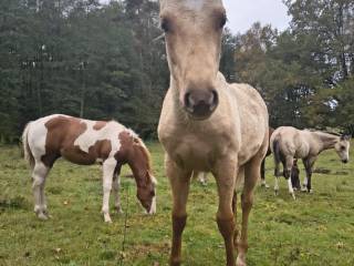 Sprzedam Ogierka AQH - do negocjacji