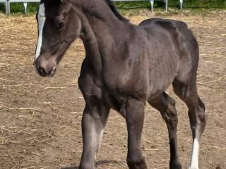 Źrebak ogier Smoky Black Spotted