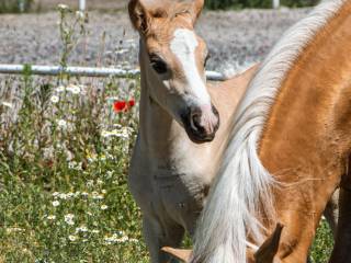 NEVER SAY NEVER haflinger z dobrym pochodzeniem