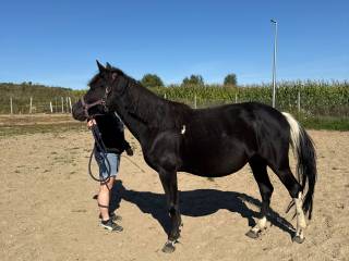 Klacz huculska, 4 letnia