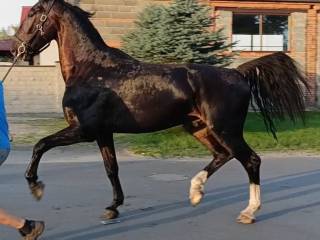Wałach KWPN