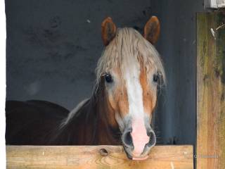 Haflinger sport rekreacja ZAMIANA