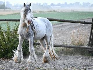 Hodowla koni Irish / Gypsy Cob  (nie Tinker)