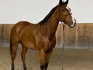 klacz pełnej krwi angielskiej