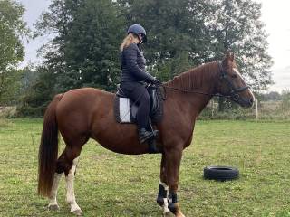 Wydzierżawię klacz