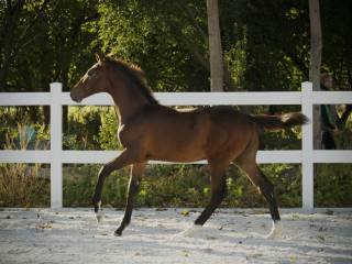 Holsztyński ogierek po Vigaro Półbrat konia poziomu 140