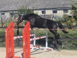 Przyszłościowy kary ogierek