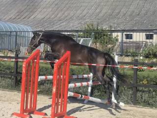 Młody zrównoważony folblut