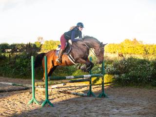 10letni wałach Korynt