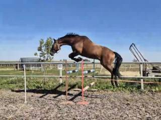 Wicardo Concure (po Quick Magic de Barcenal Z)