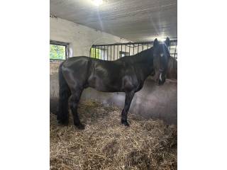 Wałach na sprzedaż