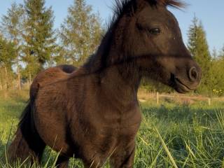 Klaczka typ kuc – 2025 r., spokojna i ciekawska