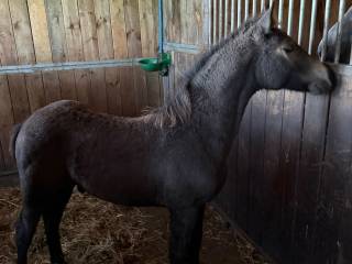 Sprzedam urocze źrebię Connemara!