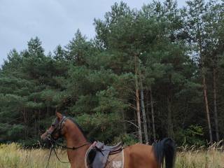 Arab po Wadee al shaqab