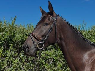 Sprzedam przyszłościową klacz skoki wkkw, możliwa wymiana