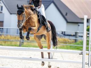 Klacz 6 letnia