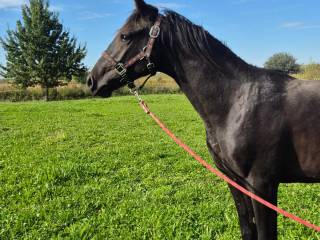 Sprzedam ogiera małopolskiego