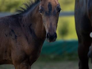 Ogierek 2025 po ogierze Ebano