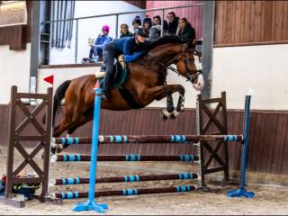 Trening jeźdźców i koni/zajeżdżanie młodych koni! KRAKÓW