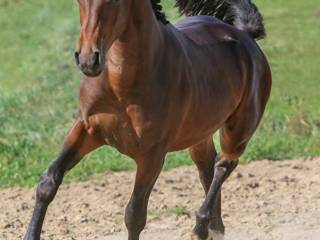 Wałach po Pr.H Bingo Boy/Black Jack/Cornet Obolensky