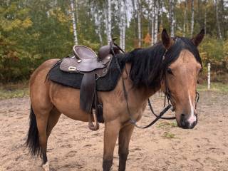 Na sprzedaż – ogierek rasy American Quarter Horse