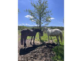 Pensjonat w Górach Izerskich