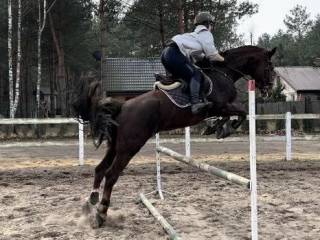 Sprzedam klacz, KWPN, 10 lat, 164 cm, woj. mazowieckie